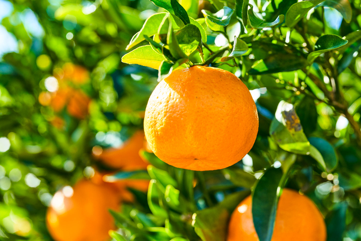 太田ポンカン 小玉