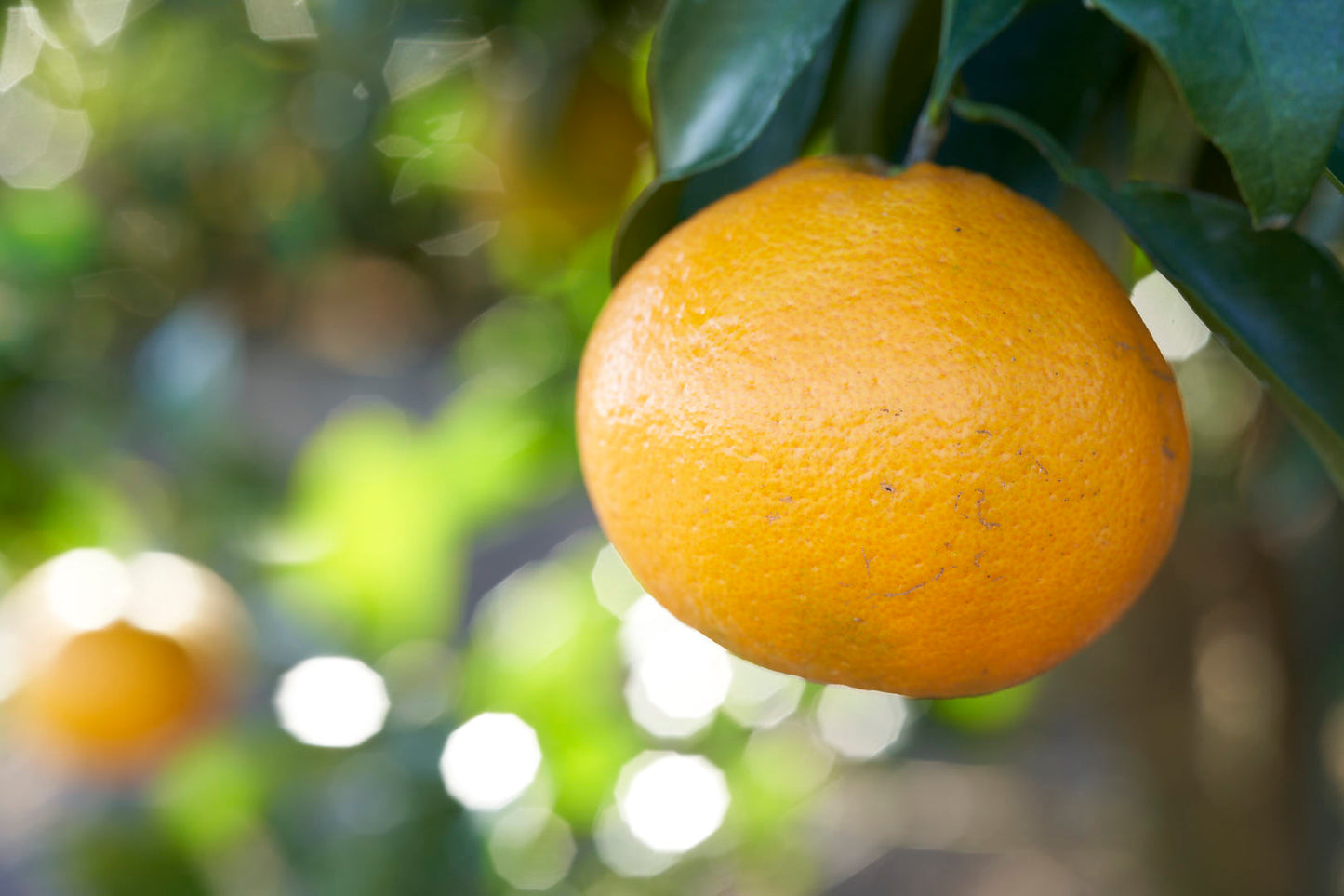 はるみ 春バージョン(中玉)