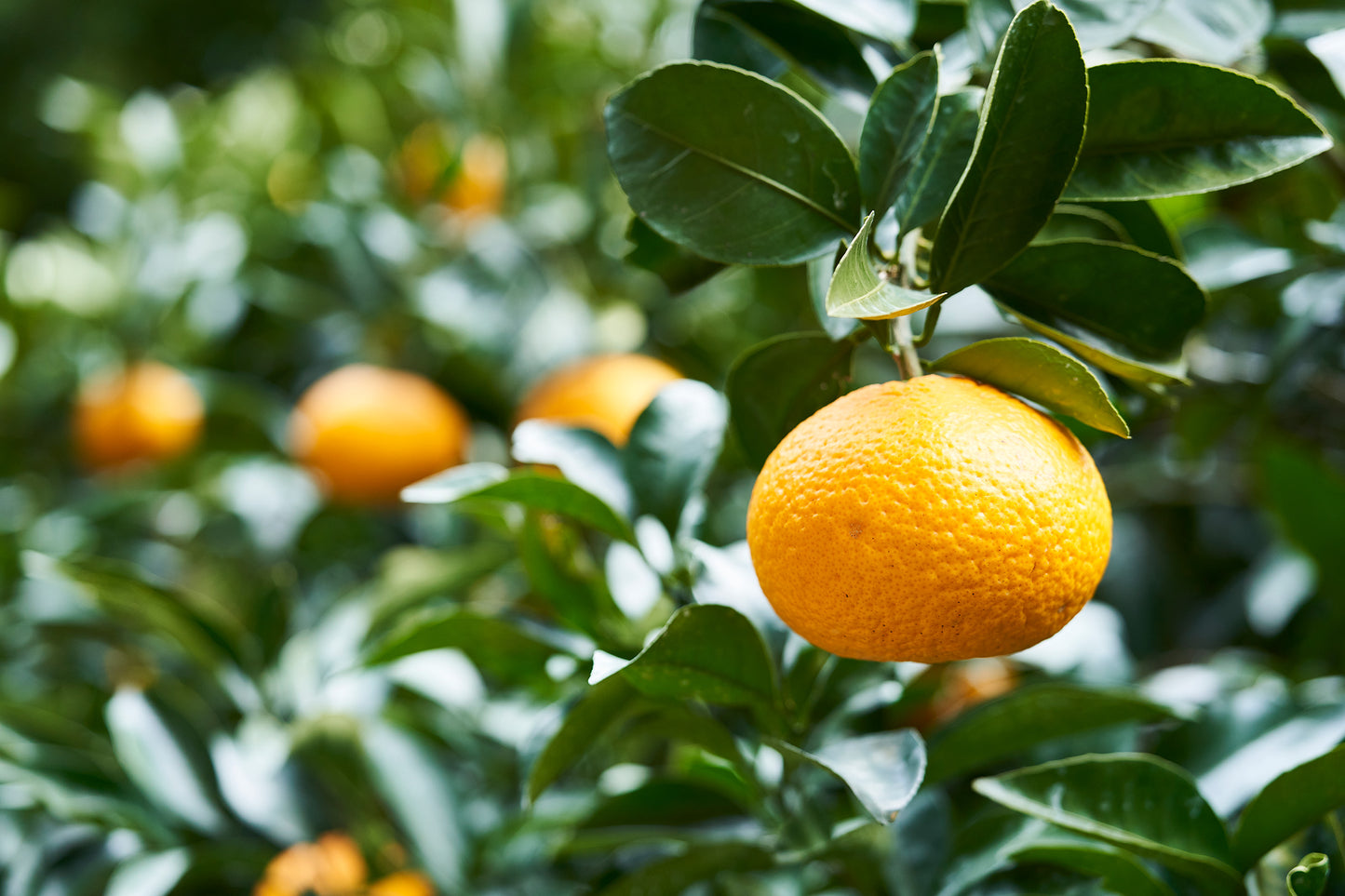 100年樹夏みかんマーマーレード